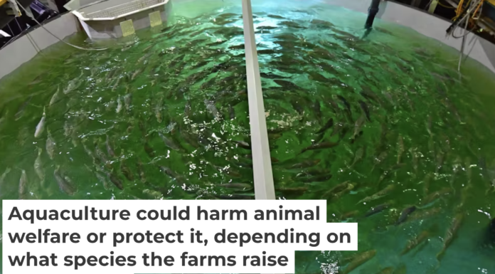Raising salmon in a tank at an aquaculture farm in Dubai. Giuseppe Cacace/AFP via Getty Images